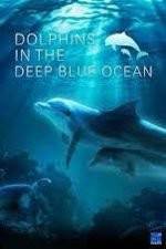 Watch Dolphins in the Deep Blue Ocean Niter