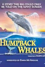 Watch Humpback Whales Niter