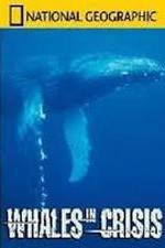 Watch National Geographic: Whales in Crisis Niter
