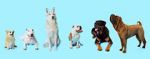 Watch How Dogs Got Their Shapes Niter
