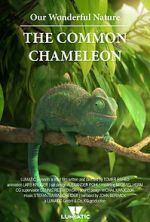 Watch Our Wonderful Nature - The Common Chameleon Niter