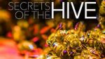 Watch Secrets of the Hive Niter