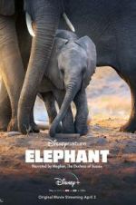 Watch Elephant Niter
