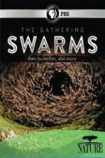Watch Nature The Gathering Swarms Niter