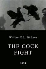 Watch The Cock Fight Niter