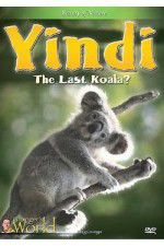 Watch Yindi the Last Koala Niter