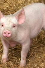 Watch Patent For A Pig: The Big Business of Genetics Niter