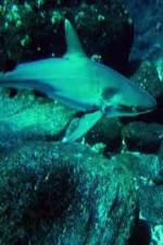 Watch National Geographic: Secret Shark Pits Niter