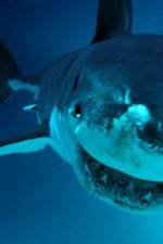 Watch National Geographic. Shark attacks investigated Niter