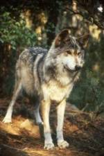 Watch National Geographic Wild - Inside the Wolf Pack Niter