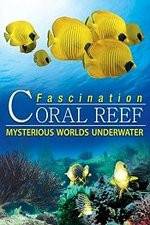 Watch Fascination Coral Reef: Mysterious Worlds Underwater Niter