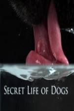 Watch Secret Life of Dog Niter