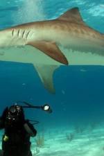 Watch Dive To Tiger Shark Central Niter
