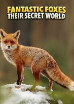 Watch Fantastic Foxes: Their Secret World Niter