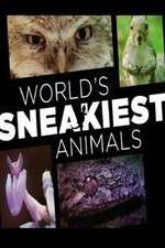 Watch World's Sneakiest Animals Niter