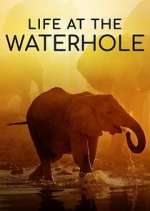 Watch Life at the Waterhole Niter