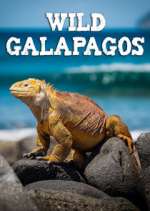 Watch Wild Galapagos Niter