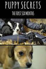 Watch Puppy Secrets: The First Six Months Niter
