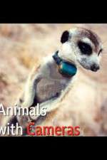 Watch Animals with Cameras Niter