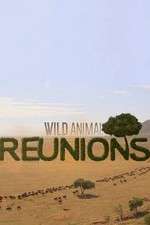 Watch Wild Animal Reunions Niter