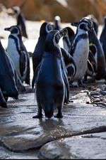Watch Meet the Penguins Niter