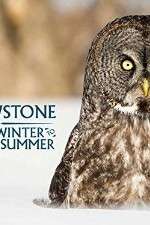 Watch Yellowstone Wildest Winter to Blazing Summer Niter