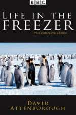 Watch Life in the Freezer Niter
