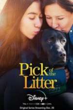 Watch Pick of the Litter Niter