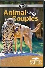Watch Animal Odd Couples Niter