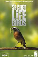 Watch Iolo's Secret Life of Birds Niter