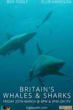 Watch Britain's Whales and Sharks Niter
