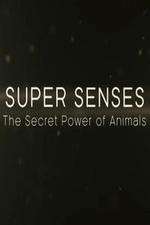 Watch Super Senses The Secret Power of Animals Niter