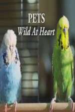 Watch Pets - Wild at Heart Niter