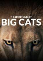 Watch The Secret Lives of Big Cats Niter