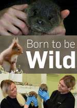 Watch Born to Be Wild Niter