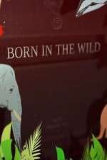 Watch Born In The Wild Niter