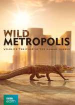 Watch Wild Metropolis Niter