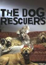 the dog rescuers with alan davies tv poster