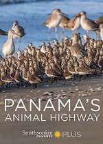 Watch Panama's Animal Highway Niter