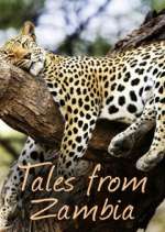 Watch Tales from Zambia Niter