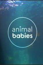 Watch Animal Babies Niter