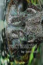 Watch Insect Dissection How Insects Work Niter
