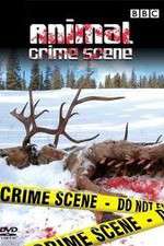 Watch Animal Crime Scene Niter