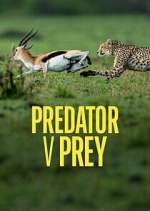 Watch Predator v Prey Niter