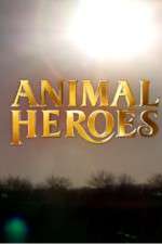 Watch Animal Heroes Niter
