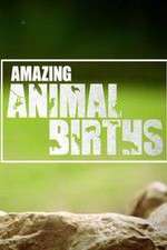 Watch Amazing Animal Births Niter