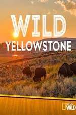 Watch Wild Yellowstone Niter