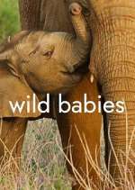 Watch Wild Babies Niter