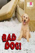Watch Bad Dog! Niter