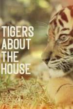 Watch Tigers About the House Niter